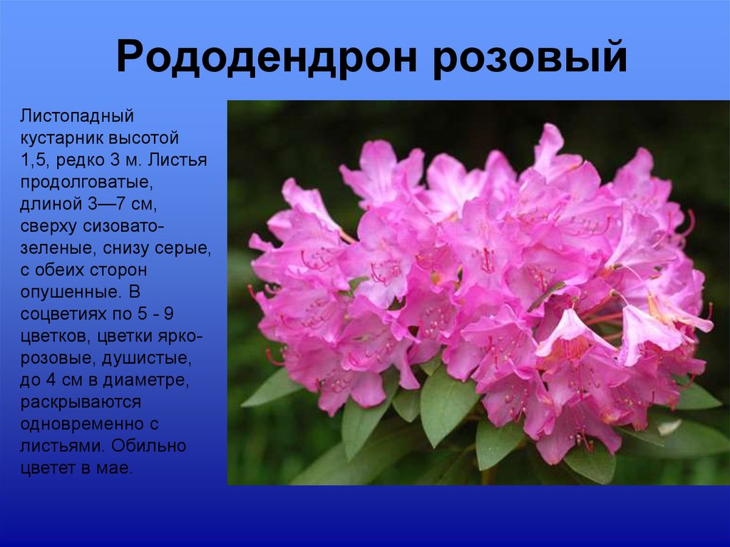 Цветущие фото и описание. Рододендрон цветок описание. Рододендрон природная зона. Рододендрон презентация. Сообщение о рододендроне.