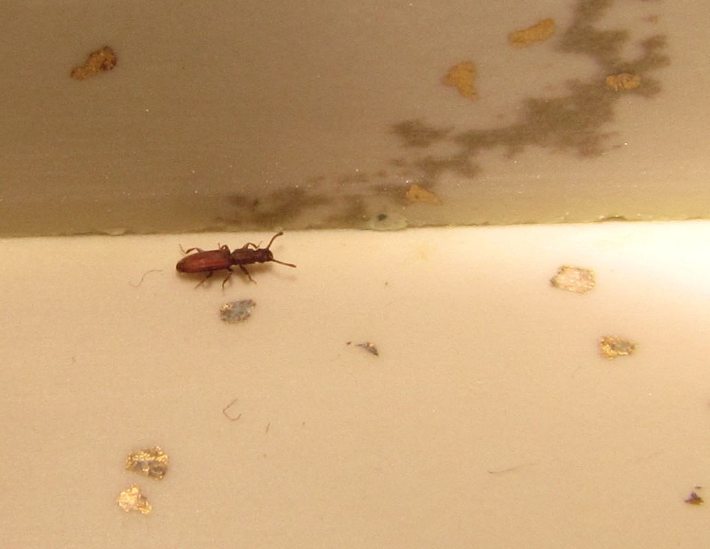 Появились мухи в квартире. Мошки в квартире. Маленькие коричневые муравьи в квартире. Мелкие мошки в квартире. Гнездо мошек в квартире.