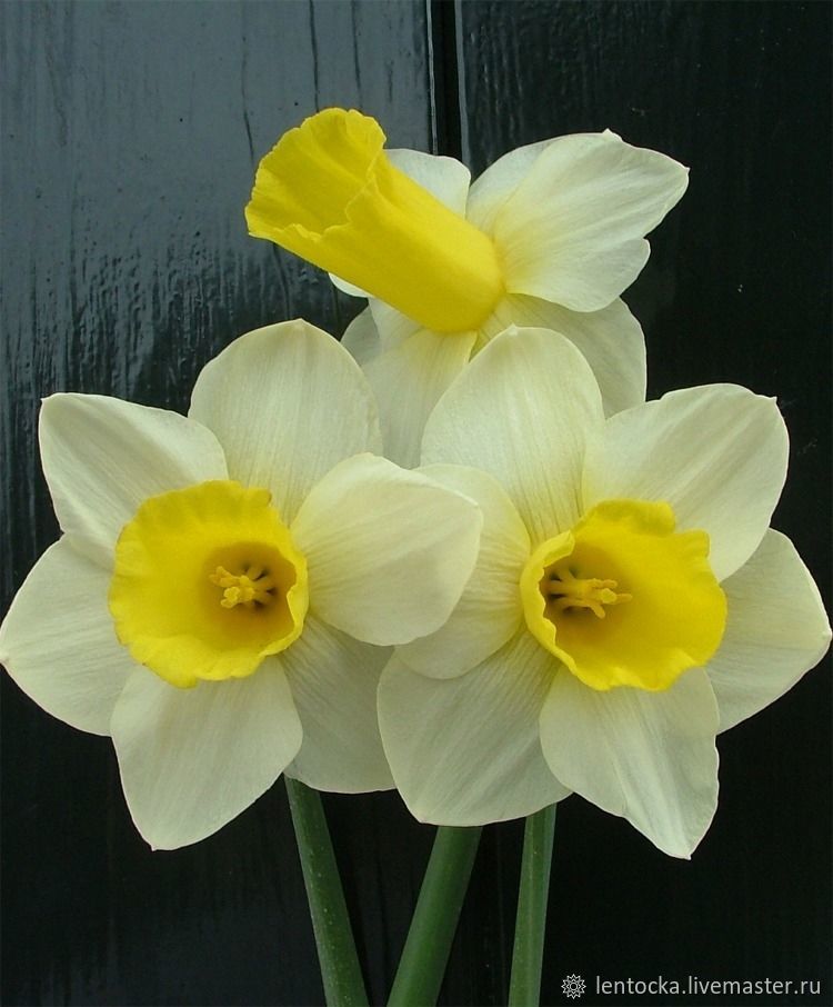 Название цветка нарцисс. Нарциссы трубчатые Narcissus Trumpet.. Нарцисс Арктик Голд. Нарцисс Солейл дор. Нарцисс Роял датч.