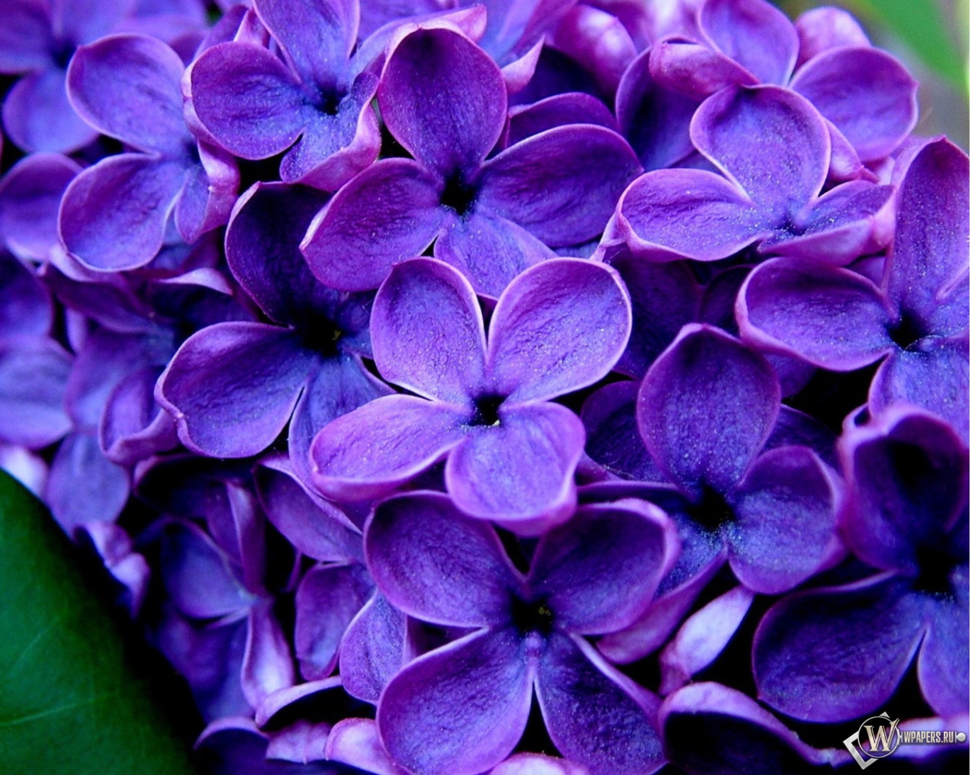фото красивых фиолетовых цветов