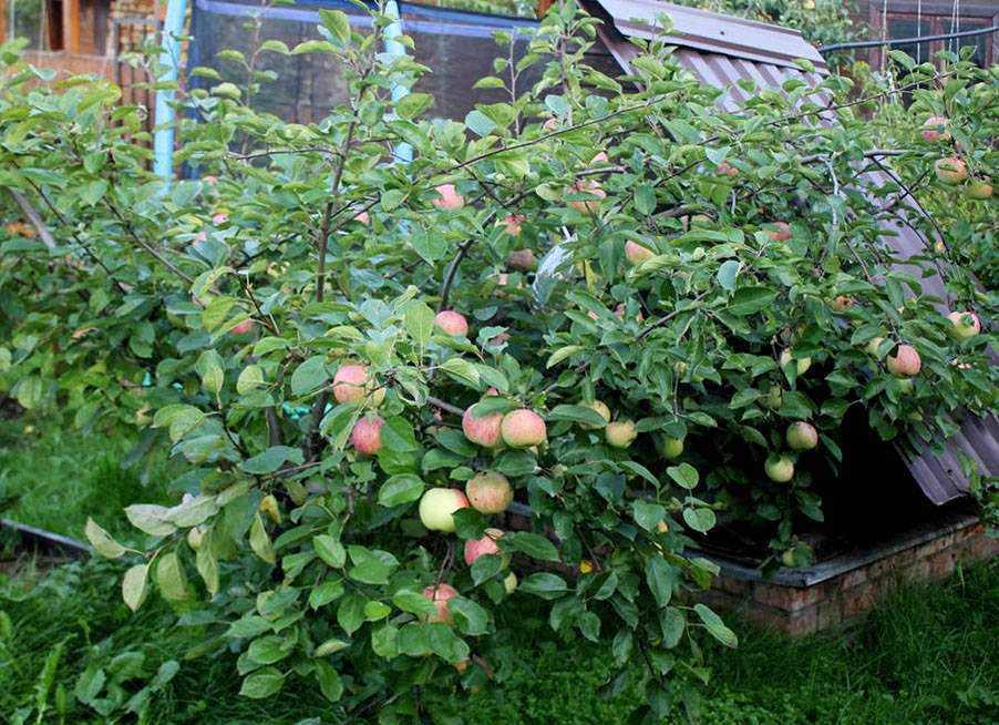 Созревание плодов на карликовой яблоне