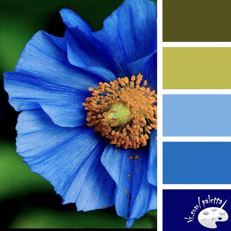 Оттенки синих цветов названия и фото