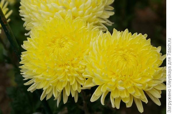 Хризантема сорт Cremiest Yellow
