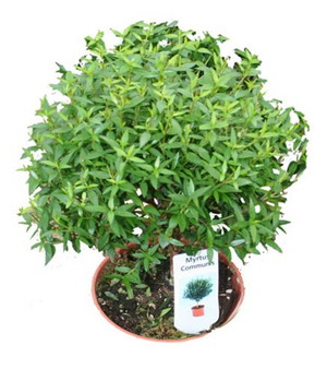 Мирт комнатный (Myrtus ) - это декоративное горшковое растение.
