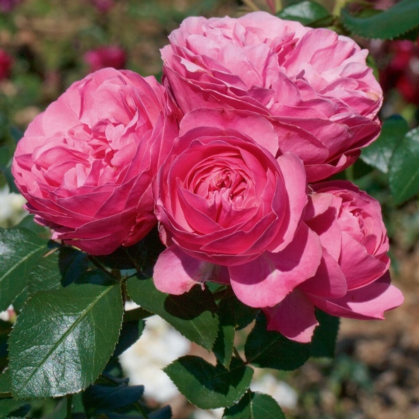 Роза флорибунда маргарет мерилл фото