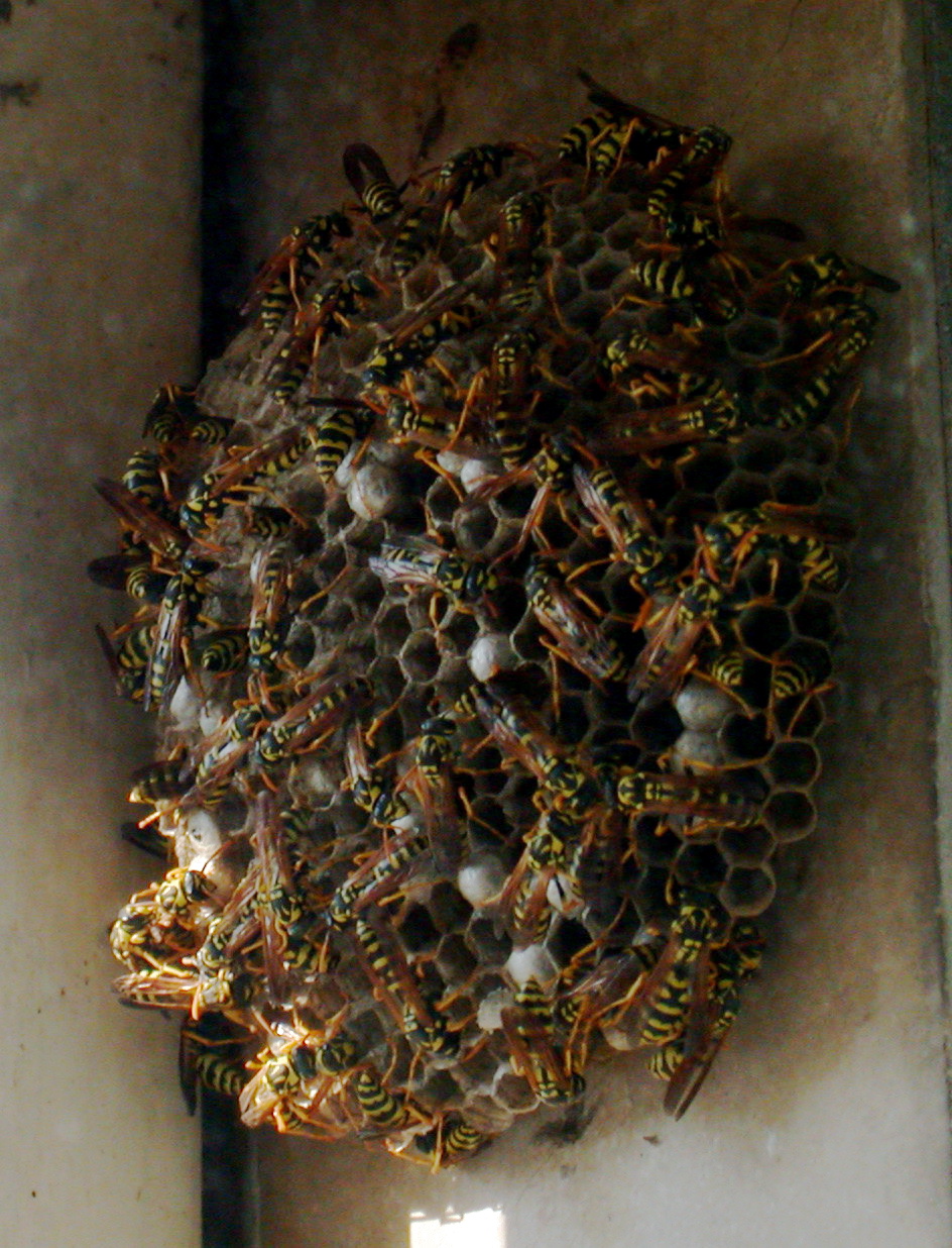 Гнезда тараканов в квартире фото
